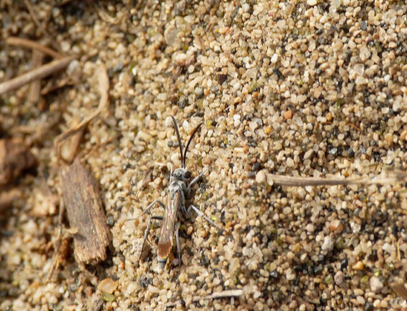 Pompilidae microscopico (cfr Priocnemis)